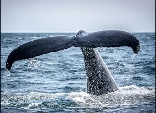 Day tour scenic view